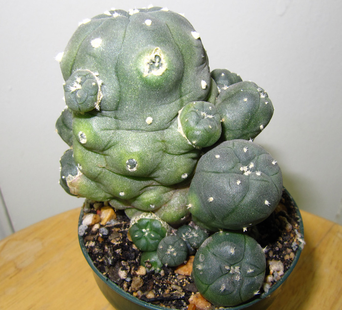 Lophophora Williamsii var. jourdaniana seedling